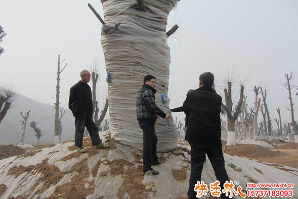 為什么給樹輸液？給樹輸液有什么作用？哪種吊針液效果好？