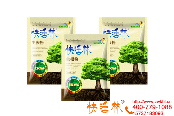 快活林生根粉哪里有賣的？湖南懷化趙經(jīng)理銀杏樹移栽用著都放心