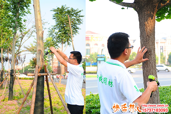 樹木遲遲不發(fā)芽怎么辦？給樹木打吊瓶可以治療嗎？