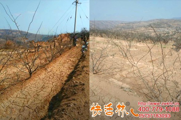 甘肅隴南花椒樹大雨導致根腐病快活林來治療