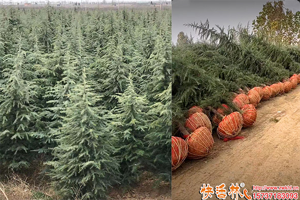 快活林菌地帶菌肥養(yǎng)護(hù)的雪松