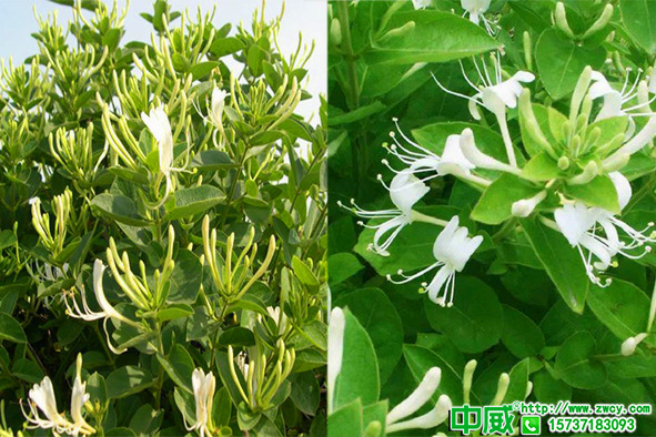 金銀花種植用什么肥料好？金銀花如何管理施肥產(chǎn)量高？