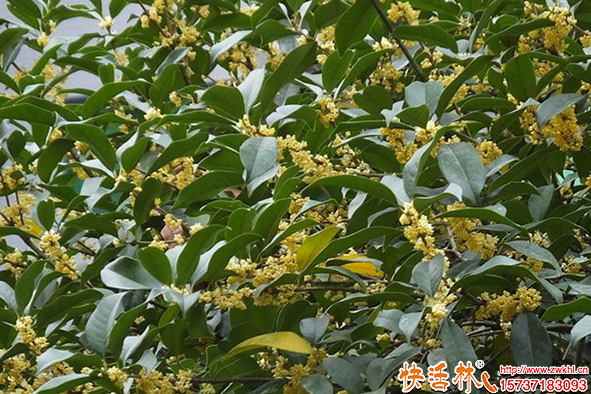 快活林桂花樹養(yǎng)護(hù)