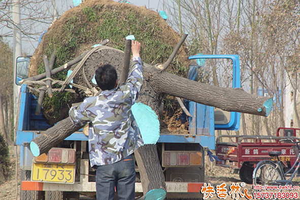 快活林愈傷膏效果